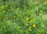 Trollius vicarius