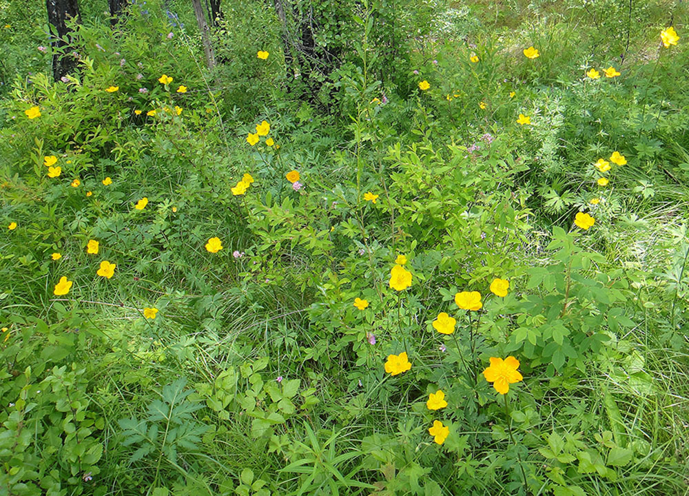 Image of Trollius ledebourii specimen.