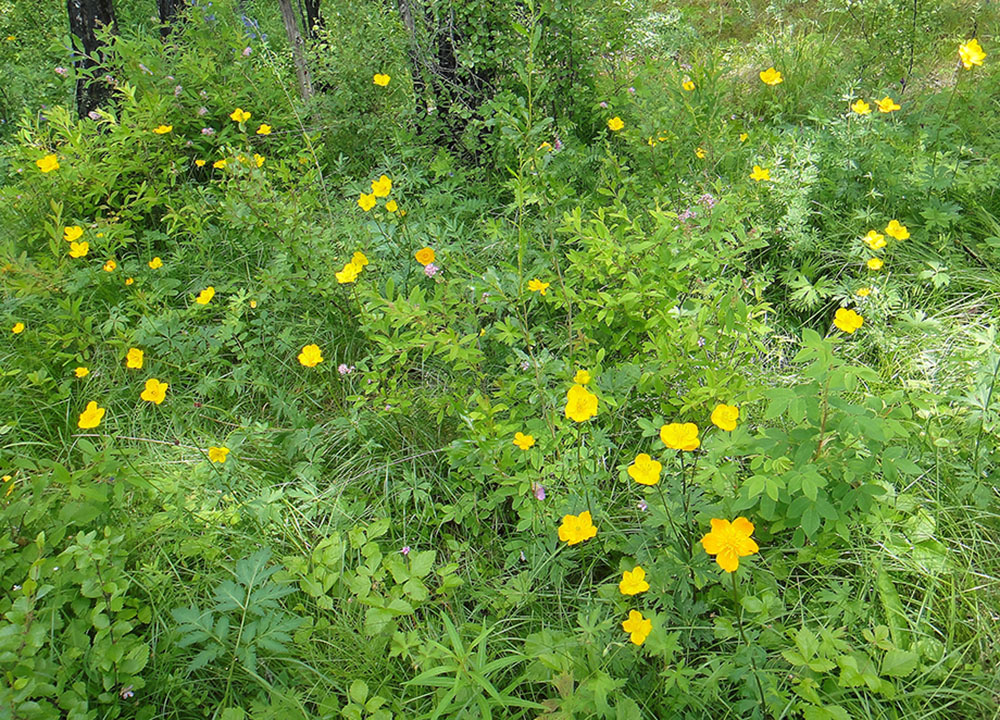 Image of Trollius vicarius specimen.