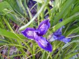 Iris ruthenica