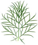 Image of taxon representative. Author is Сергей Наумов