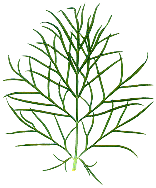 Image of Cosmos bipinnatus specimen.