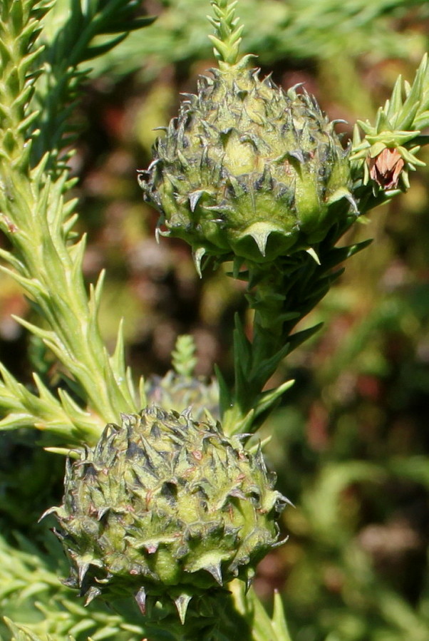 Image of Cryptomeria japonica specimen.