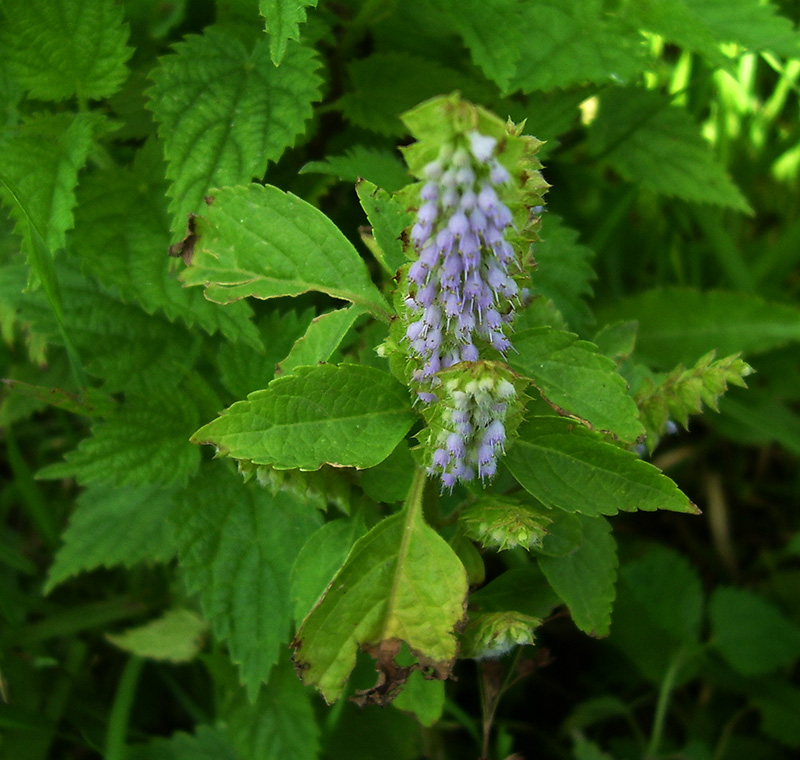 Изображение особи Elsholtzia ciliata.