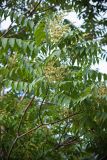 Ailanthus altissima