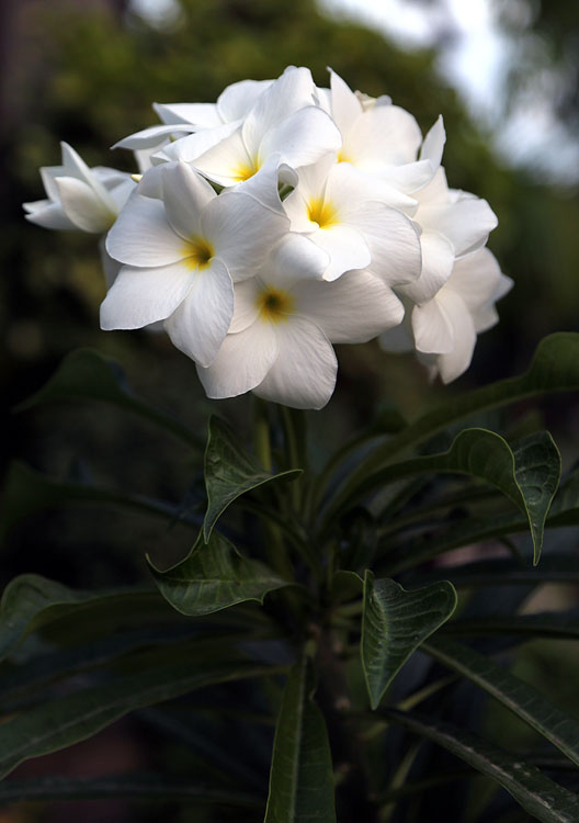 Изображение особи Plumeria pudica.