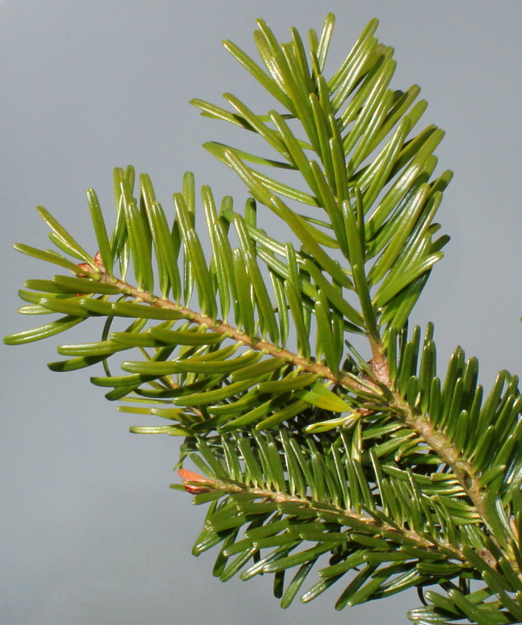 Изображение особи род Abies.