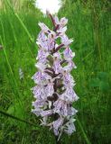 Dactylorhiza fuchsii. Соцветие. Коми, Сысольский р-н, окр. пос. Шугрэм, тайга, сырой луг вдоль дороги. 05.07.2013.