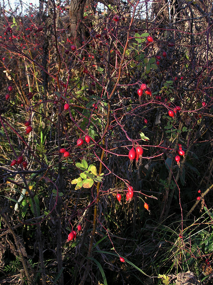 Изображение особи Rosa glabrifolia.