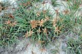 Cyperus laevigatus. Цветущее растение. Сокотра, окр. г. Хадибо. 28.12.2013.