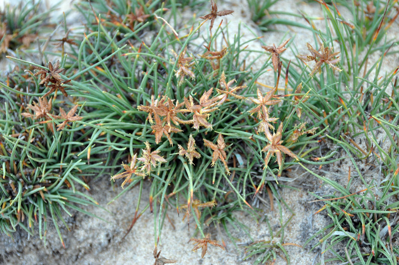 Image of Cyperus laevigatus specimen.