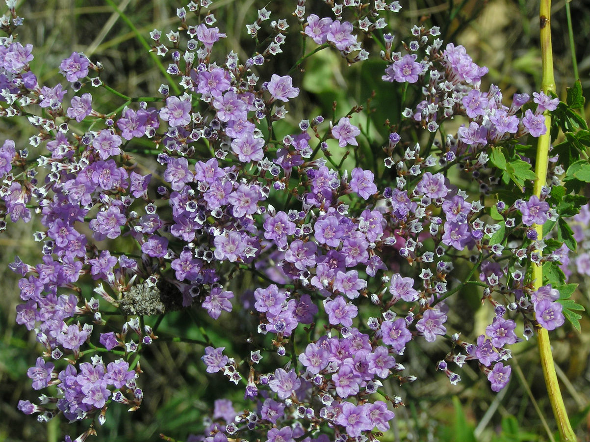 Изображение особи Limonium bungei.