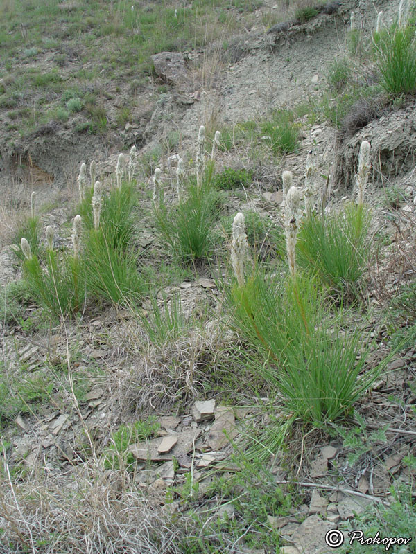 Image of Asphodeline taurica specimen.