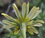 Tragopogon dubius