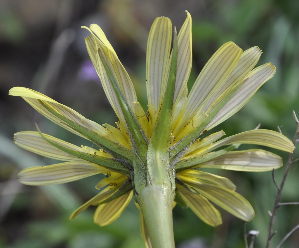 Image of Tragopogon dubius specimen.