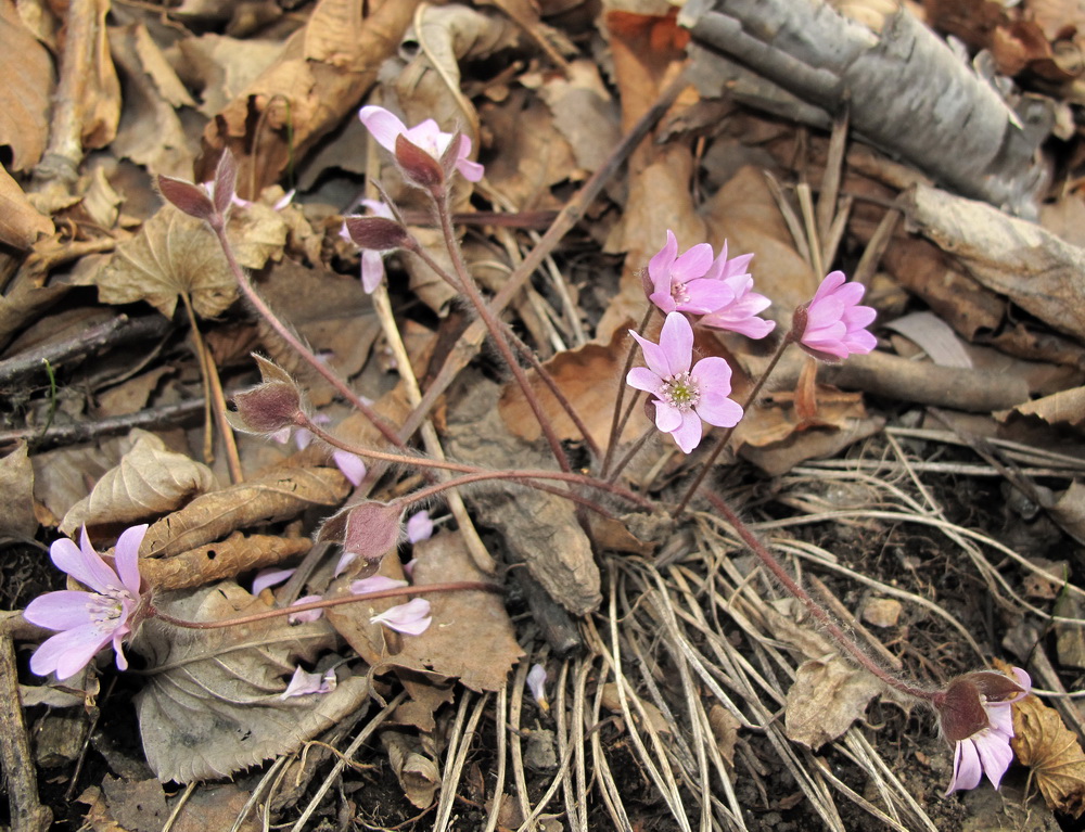 Image of Hepatica asiatica specimen.