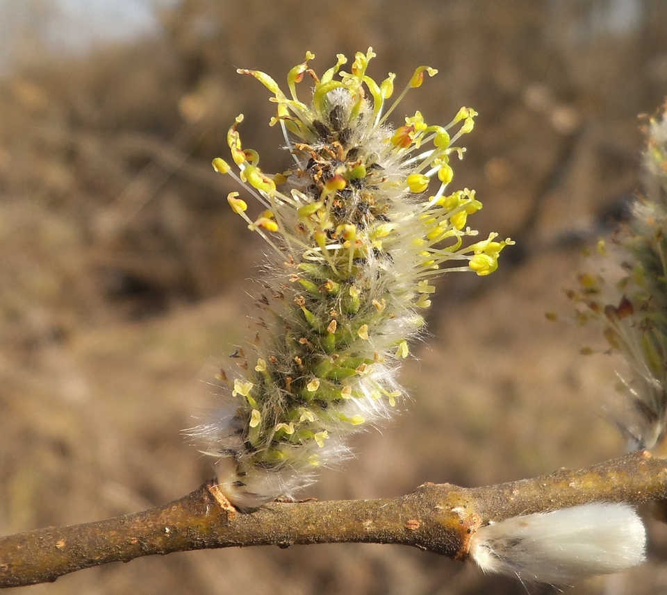 Image of Salix gmelinii specimen.