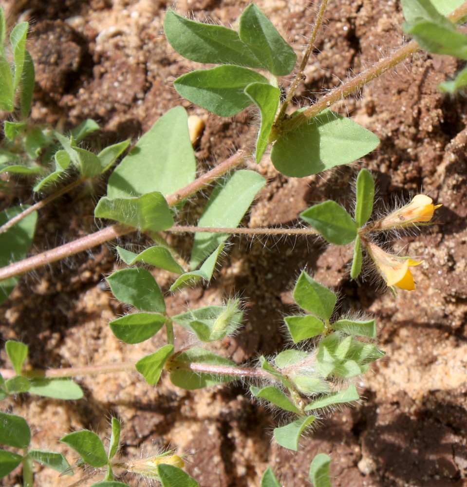 Image of Lotus angustissimus specimen.