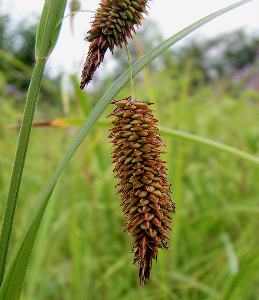 Изображение особи род Carex.