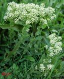 Cardaria draba