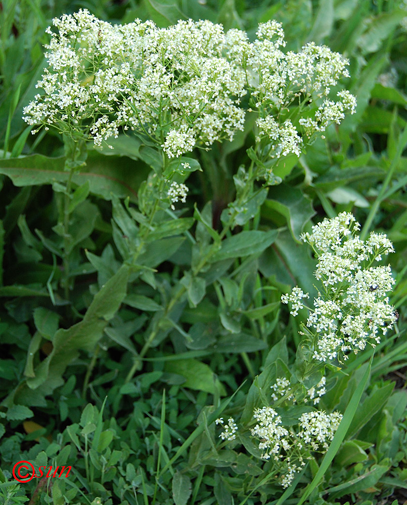 Изображение особи Cardaria draba.