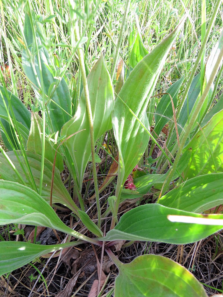 Изображение особи Plantago urvillei.