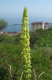 Reseda luteola. Верхушка соцветия. Крым, Ялта, Грузпорт, обочина дороги. 27 мая 2014 г.