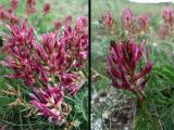 Astragalus brachycarpus