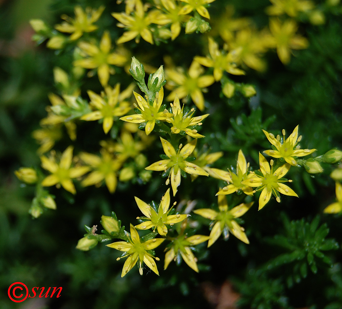 Изображение особи род Sedum.