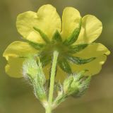 Potentilla leucotricha