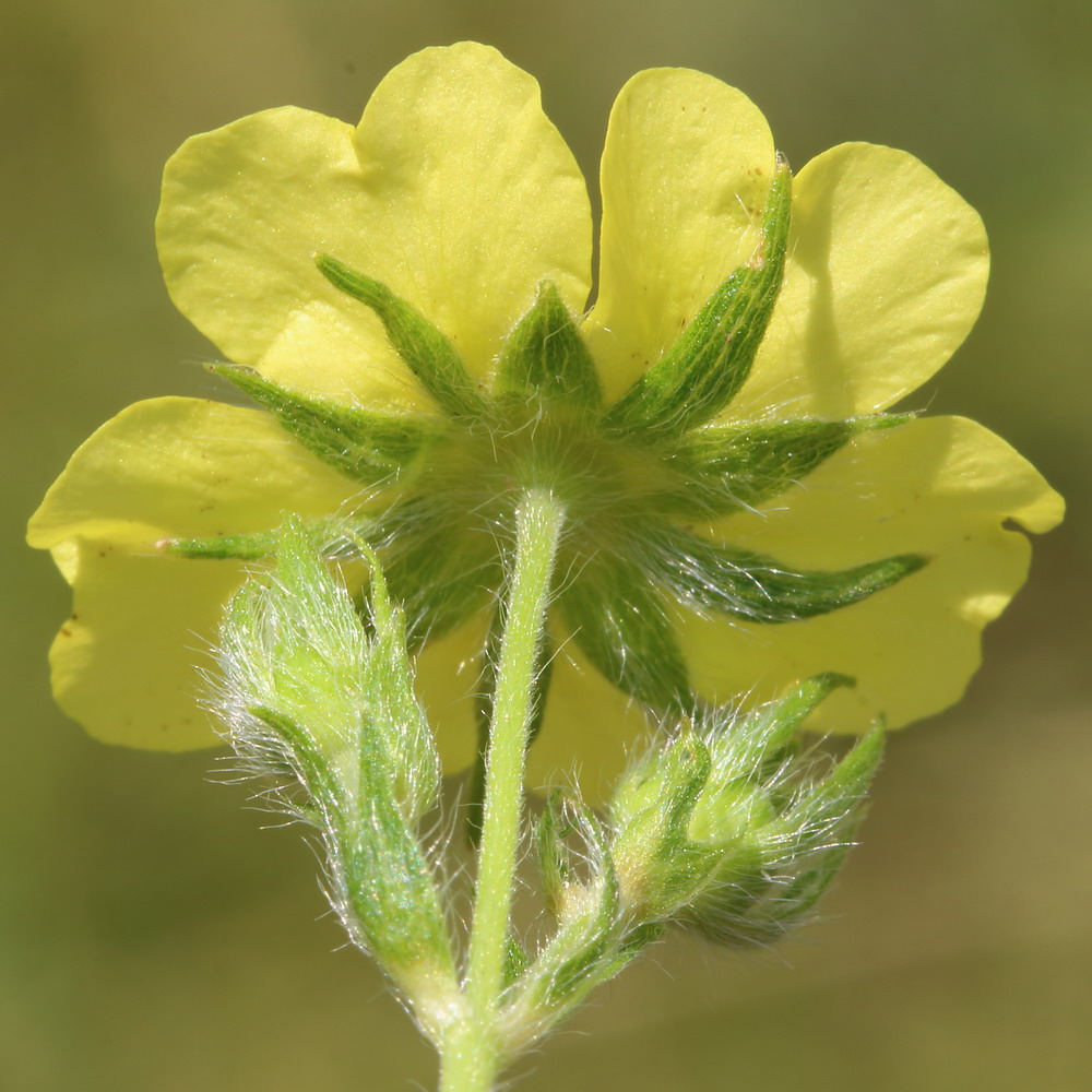 Image of Potentilla leucotricha specimen.