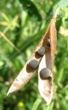 Lathyrus hirsutus