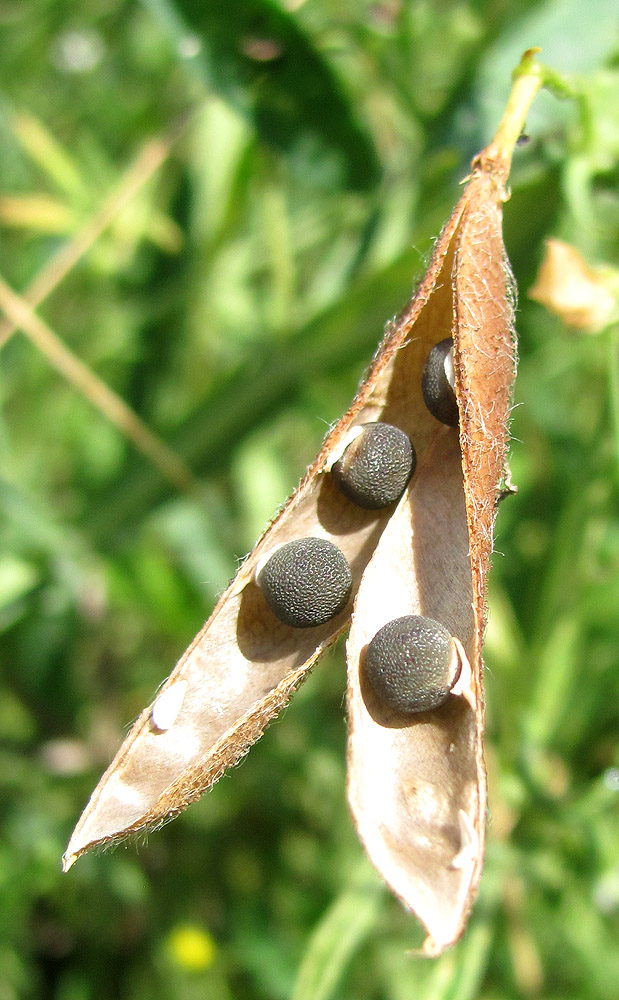 Изображение особи Lathyrus hirsutus.