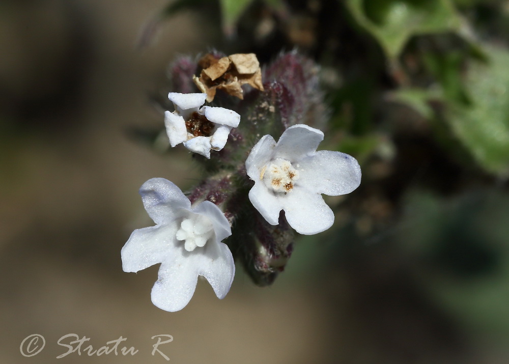 Image of Anchusa procera specimen.