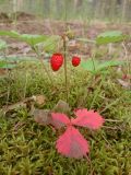 Fragaria vesca