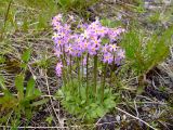 Primula stricta. Цветущее растение. Кольский полуостров, Восточный Мурман, Дальние Зеленцы, берег оз. Промерное. 28.06.2008.