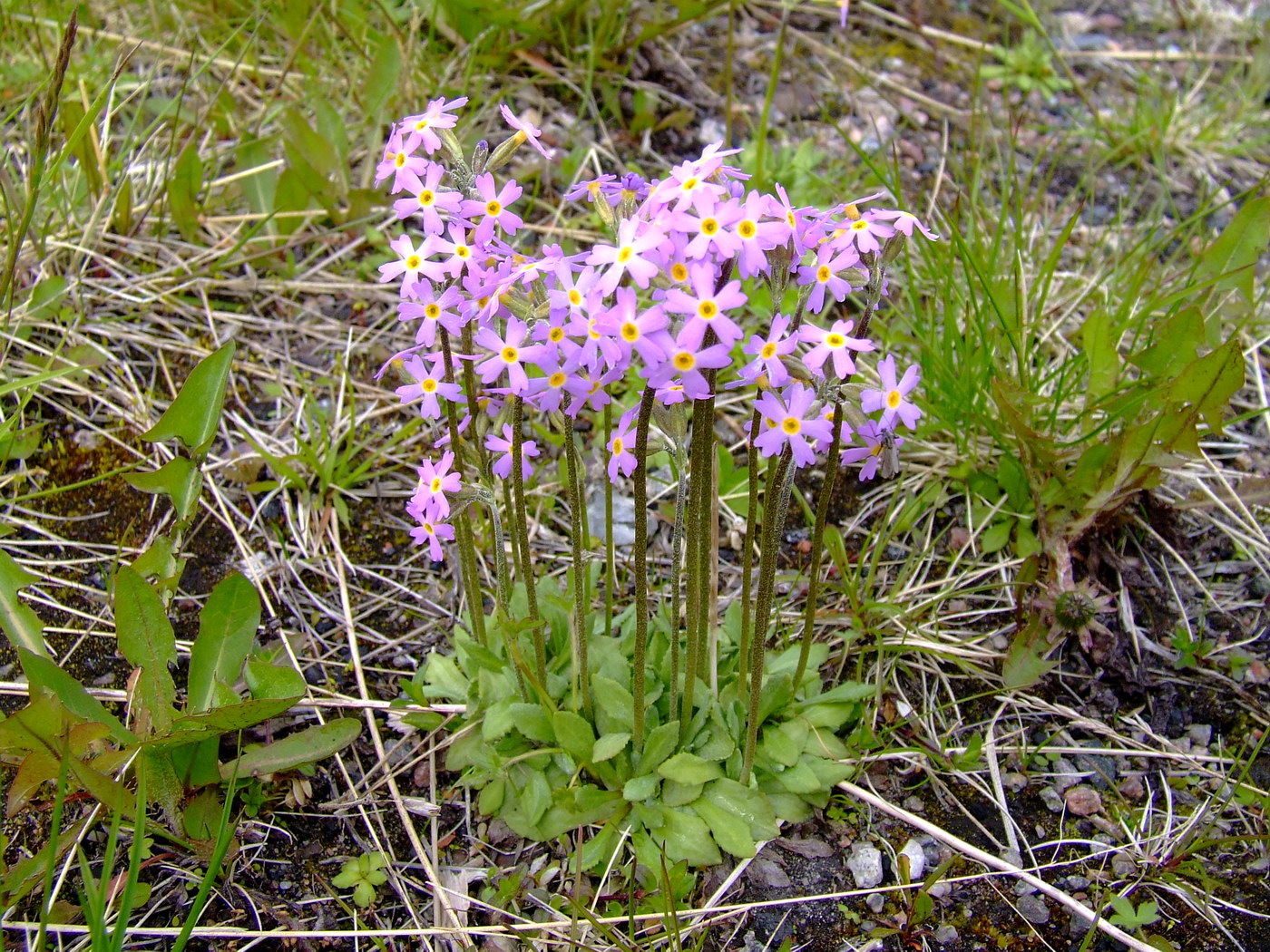 Изображение особи Primula stricta.