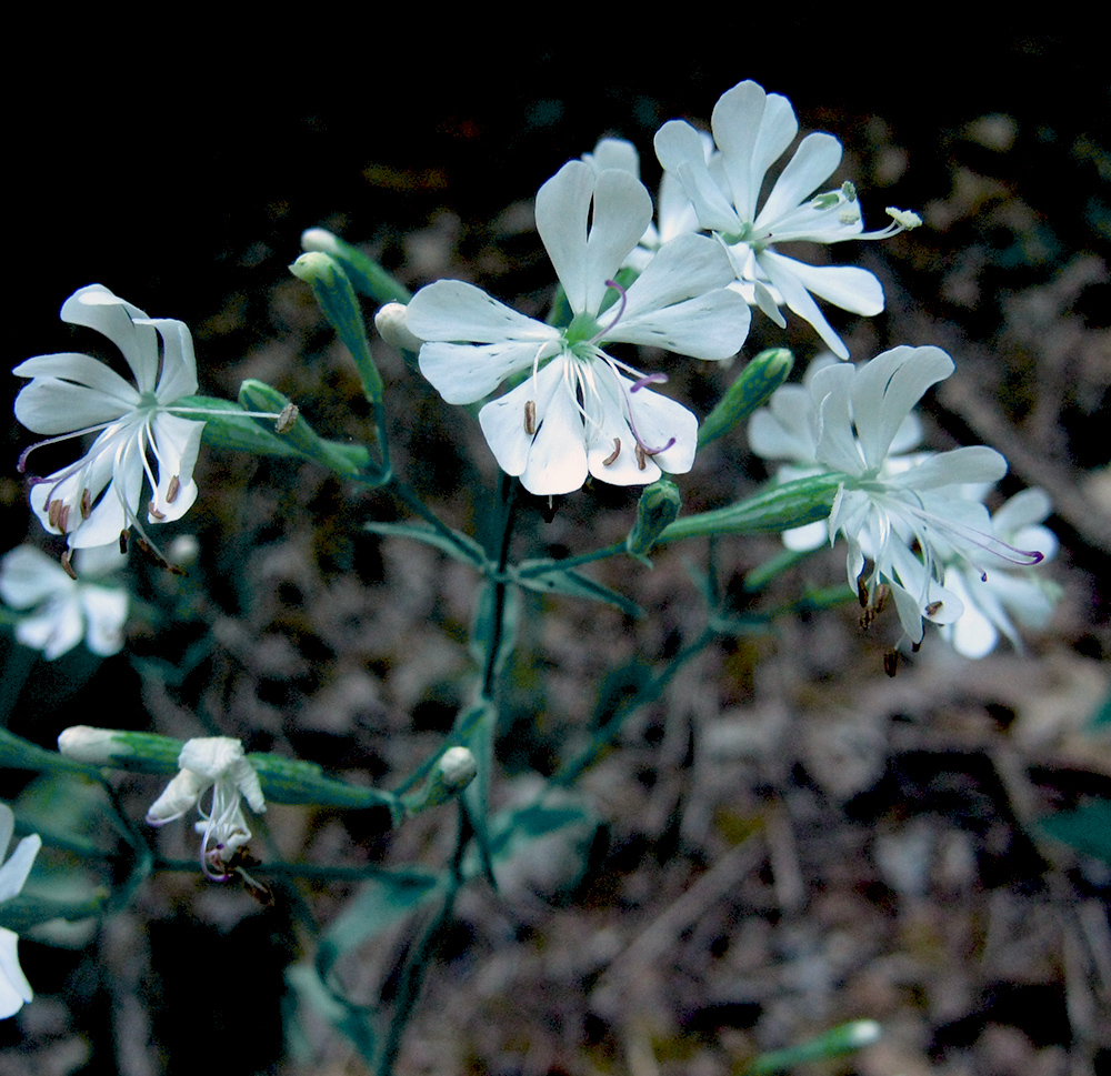 Изображение особи Silene italica.