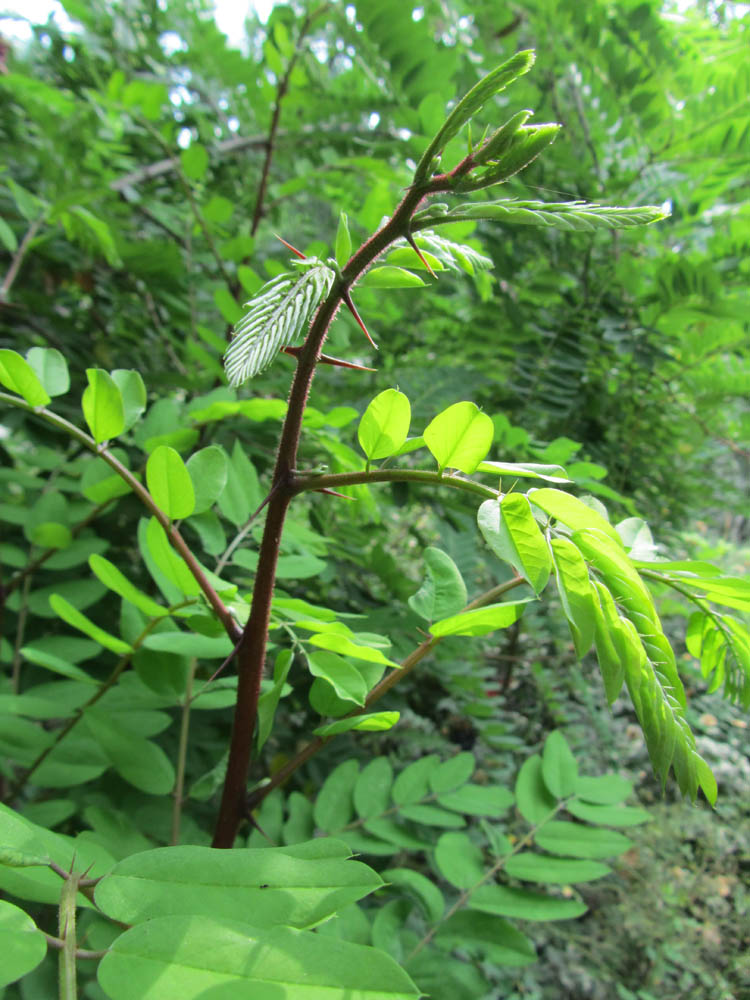 Image of Robinia viscosa specimen.