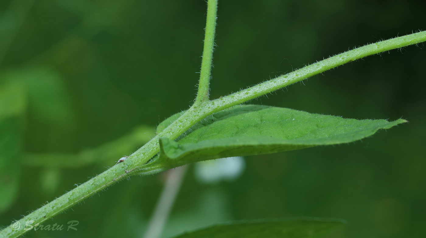 Изображение особи Symphytum tauricum.