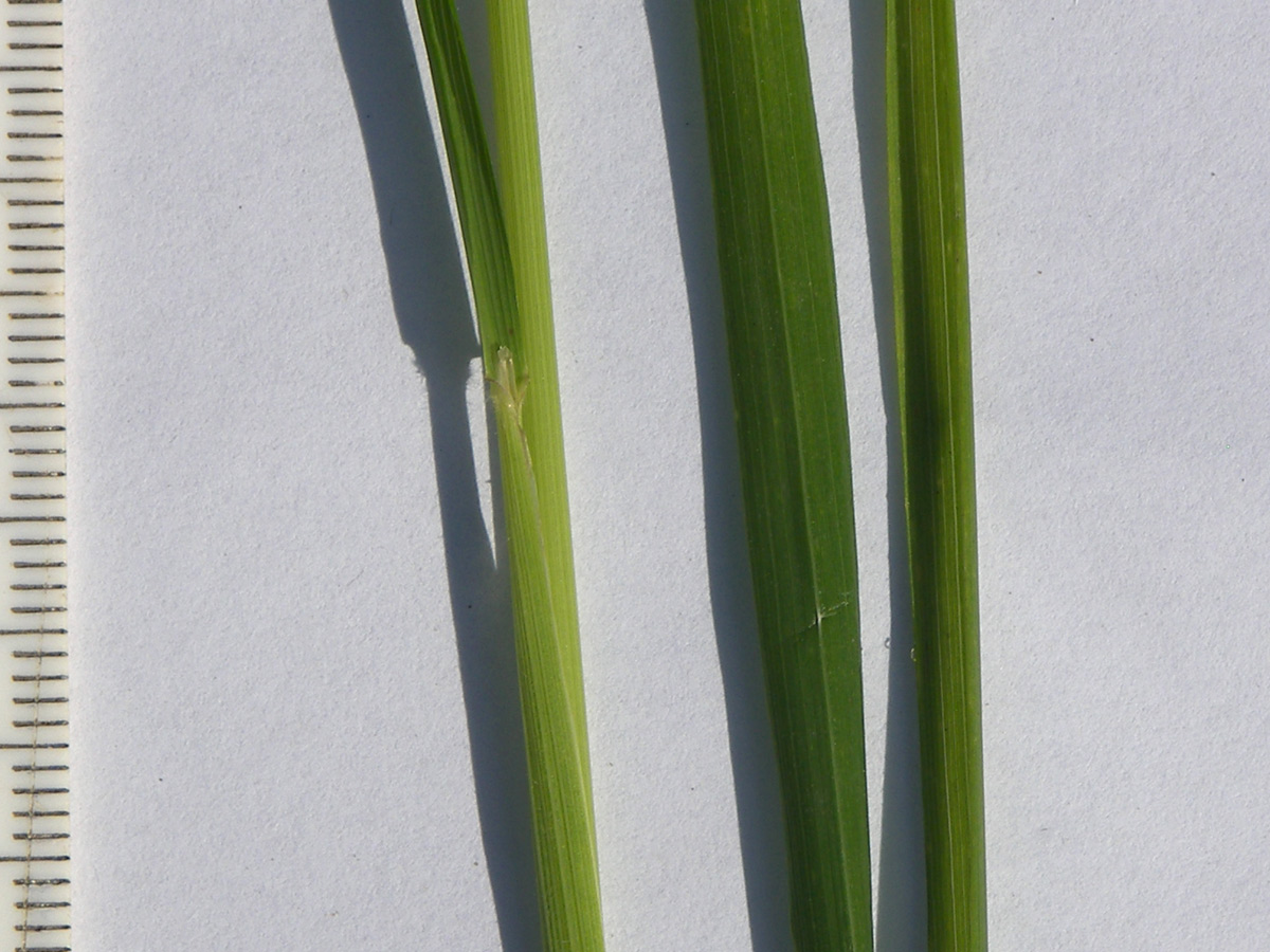 Изображение особи Agrostis balansae.