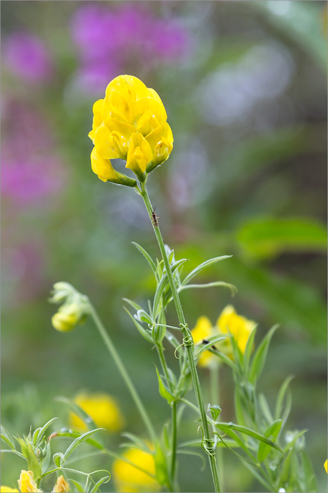 Image of Lathyrus pratensis specimen.