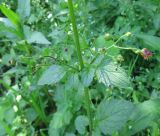 Scrophularia scopolii