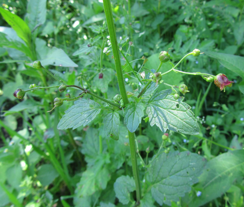 Изображение особи Scrophularia scopolii.