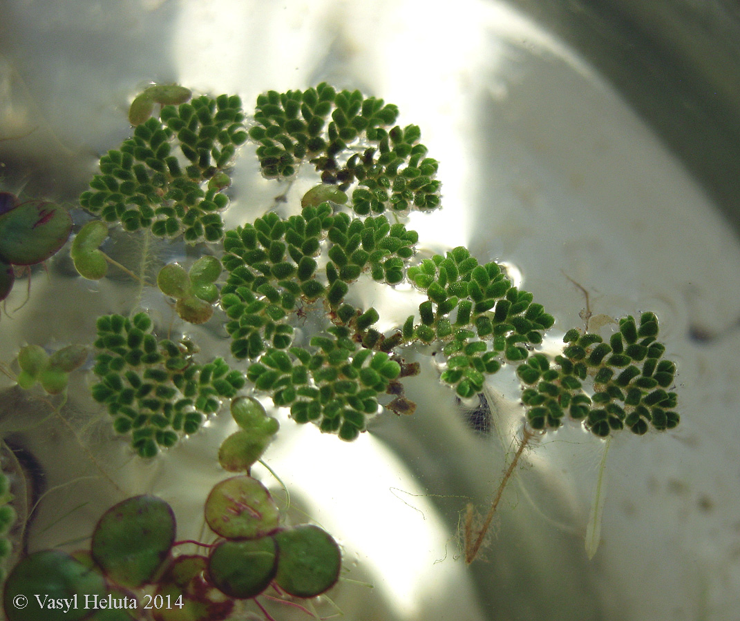 Изображение особи Azolla caroliniana.