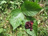 Rubus nessensis