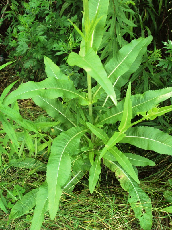 Image of Dipsacus fullonum specimen.