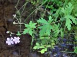 Geranium sylvaticum