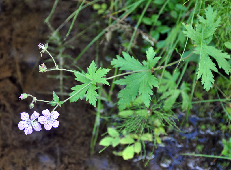 Изображение особи Geranium sylvaticum.