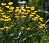 Ranunculus acris